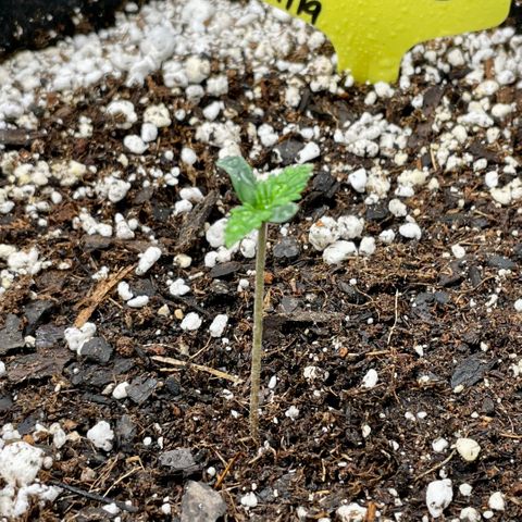 Moonshine Cookies growlog photo: Looking good