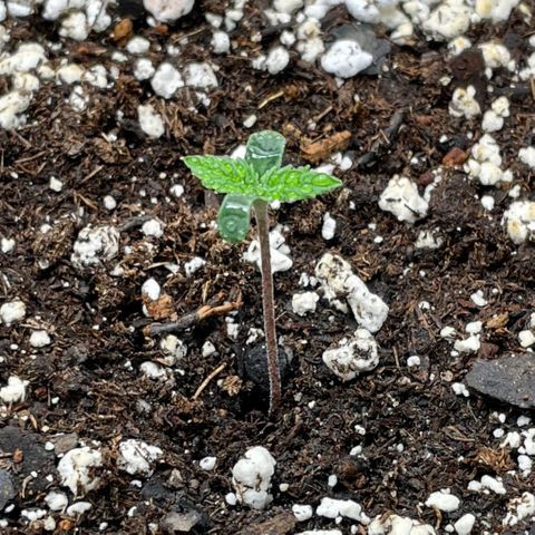 Do-Si-Dos #1 growlog photo: Looking good