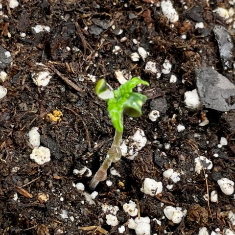 Bruce Banner #1 growlog photo: Still looking very…. Special.