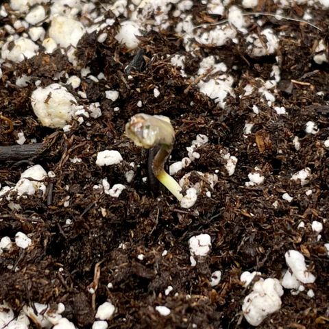 White Widow #2 growlog photo: Not sure what I’d going on here…. Looks like a Quato.