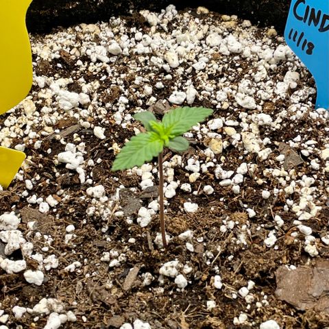 Cinderella #1 growlog timeline photo