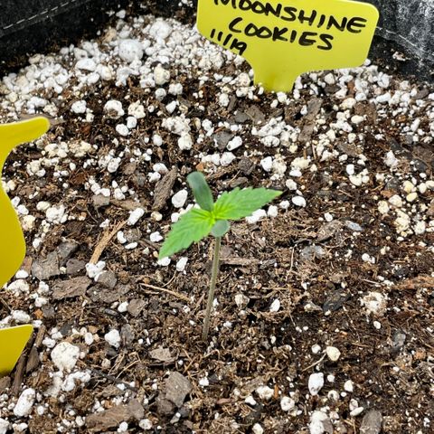 Moonshine Cookies growlog timeline photo