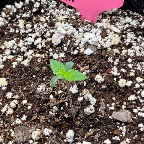 Do-Si-Dos #1 growlog timeline photo