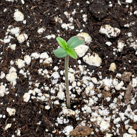 Growlog-Zeitleistenfoto von White Widow #1