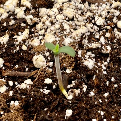White Widow #2 growlog timeline photo