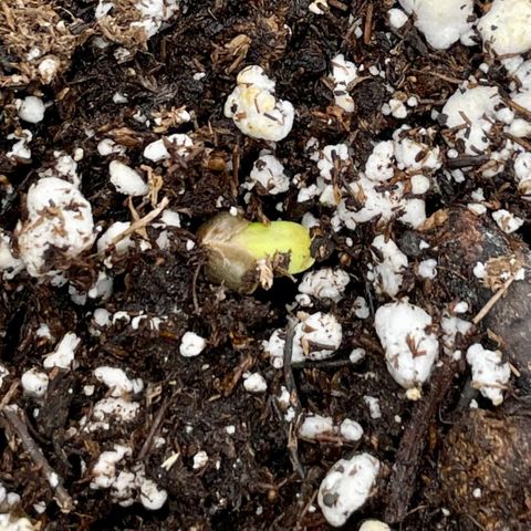 White Widow #3 growlog photo