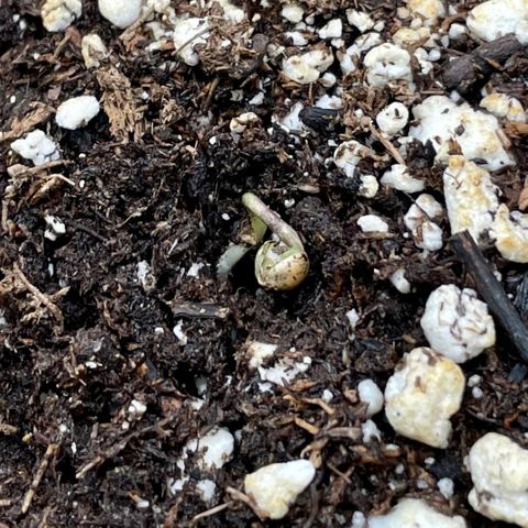 Sexxpot #1 growlog photo