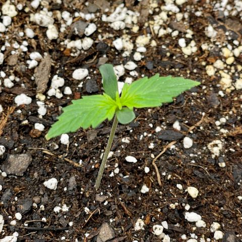 Moonshine Cookies growlog timeline photo