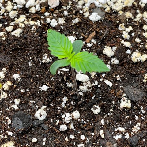 Do-Si-Dos #1 growlog timeline photo