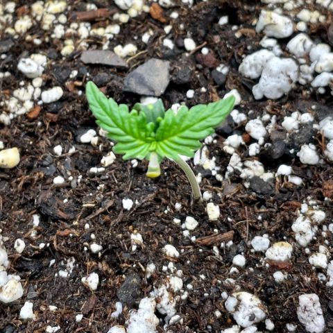 Bruce Banner #1 growlog timeline photo