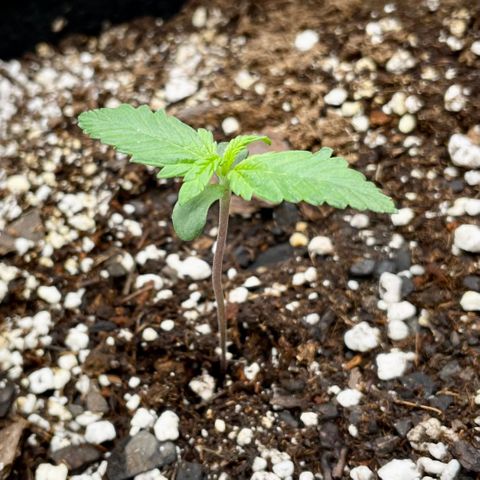 Cinderella #1 growlog timeline photo