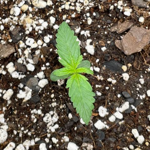 Cinderella #1 growlog timeline photo