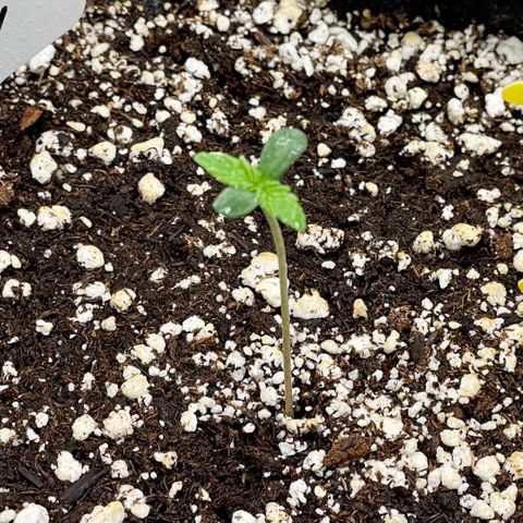 Growlog-Zeitleistenfoto von White Widow #1