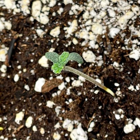 White Widow #2 growlog timeline photo