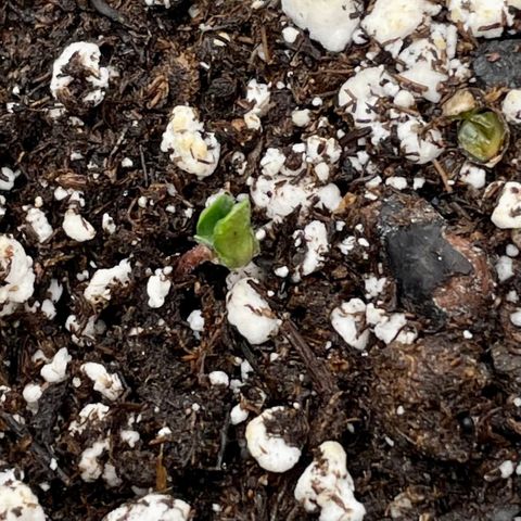 White Widow #3 growlog photo