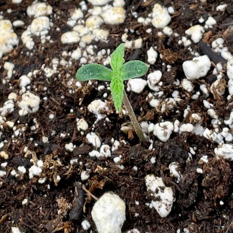 Milky Way - Variegated growlog timeline photo