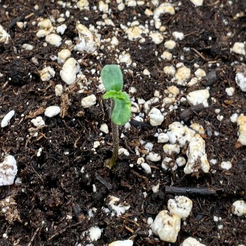 Sexxpot #1 growlog photo