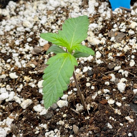 Cinderella #1 growlog timeline photo