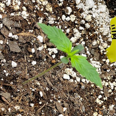 Moonshine Cookies growlog timeline photo
