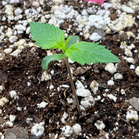 Do-Si-Dos #1 growlog timeline photo