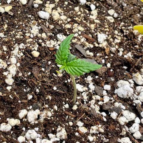 Bruce Banner #1 growlog photo: Not growing as quickly as the rest, but still in the game.