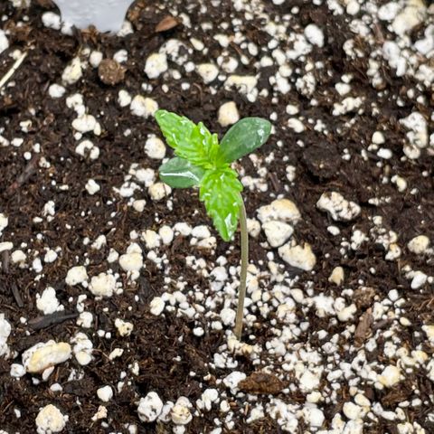 Growlog-Zeitleistenfoto von White Widow #1