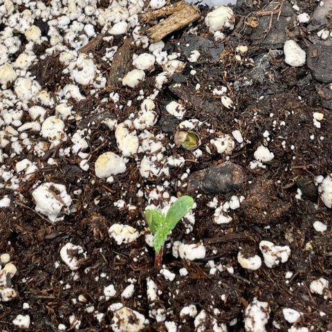 White Widow #3 growlog photo