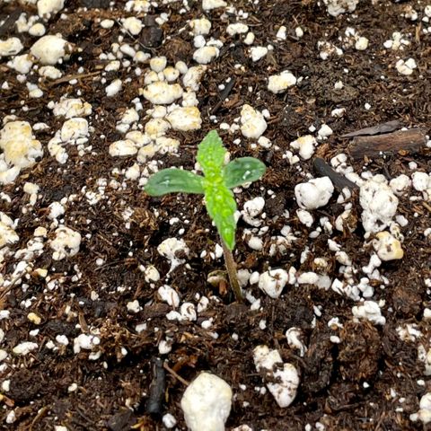 Milky Way - Variegated growlog timeline photo
