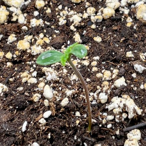 Sexxpot #1 growlog photo