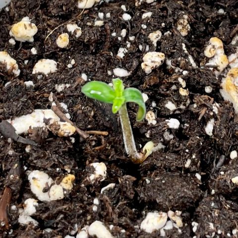 Blue Knight #1 growlog timeline photo