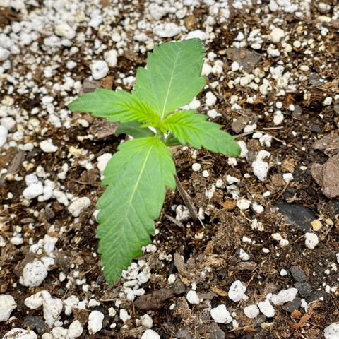 Cinderella #1 growlog timeline photo