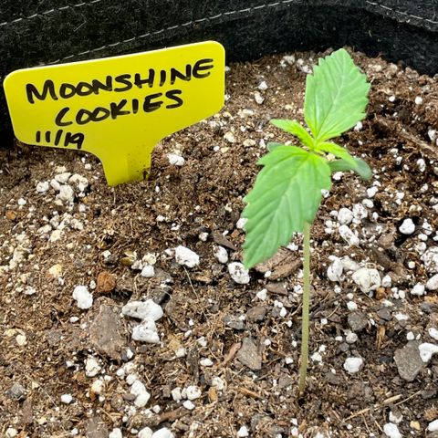 Moonshine Cookies growlog photo: Definitely the tallest of the 4.