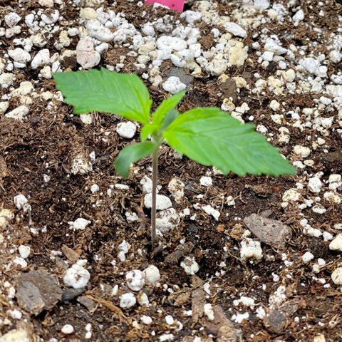 Do-Si-Dos #1 growlog timeline photo