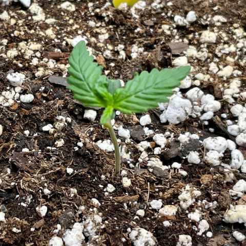 Bruce Banner #1 growlog timeline photo