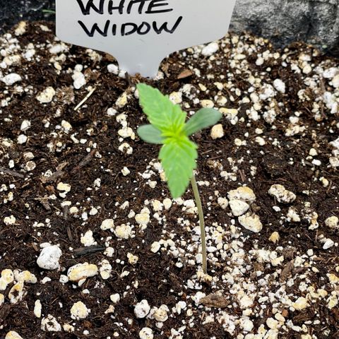 Growlog-Zeitleistenfoto von White Widow #1
