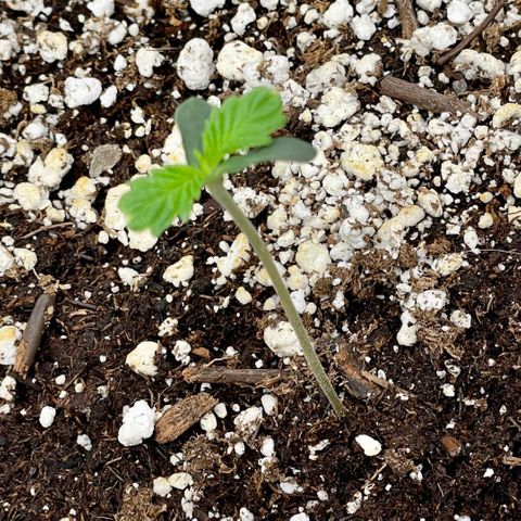 White Widow #2 growlog timeline photo