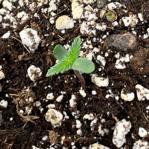 White Widow #3 growlog photo