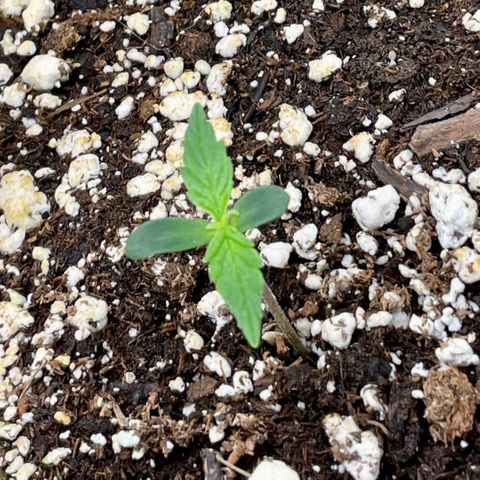 Milky Way - Variegated growlog timeline photo