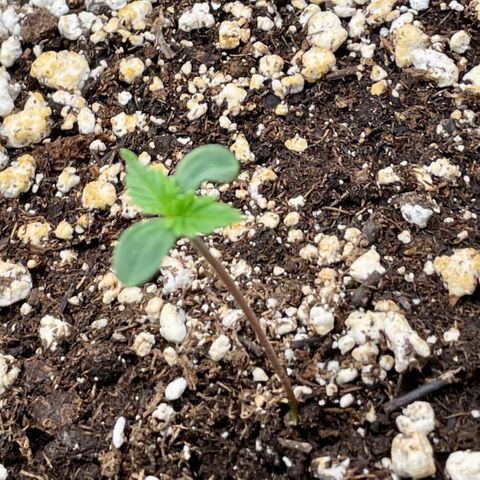 Sexxpot #1 growlog photo