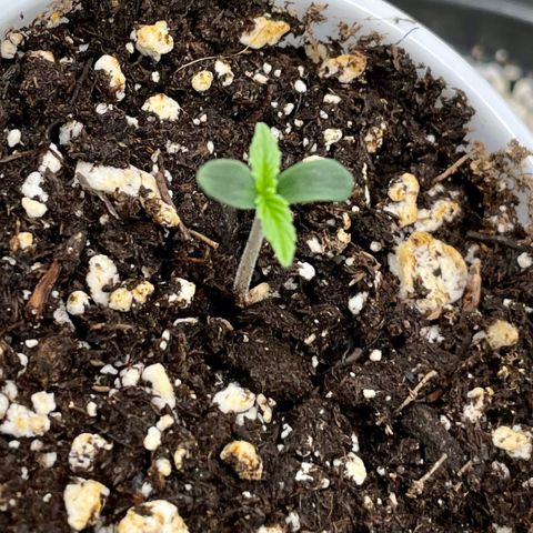 Blue Knight #1 growlog timeline photo