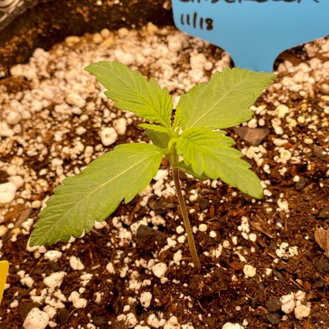 Cinderella #1 growlog photo: Starting Week 2