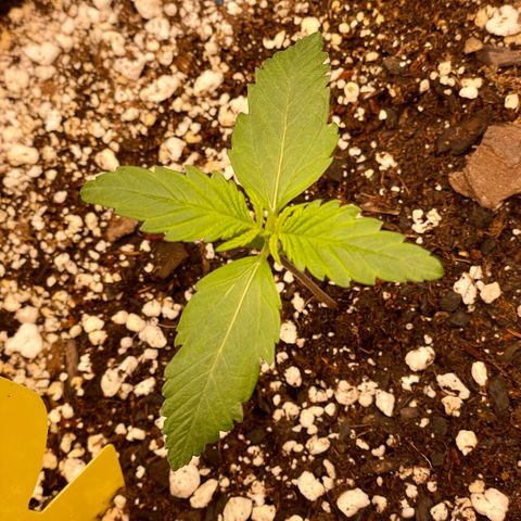 Cinderella #1 growlog photo: Starting Week 2