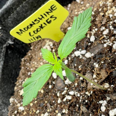 Moonshine Cookies growlog timeline photo