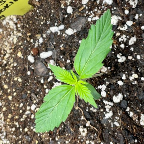 Moonshine Cookies growlog timeline photo