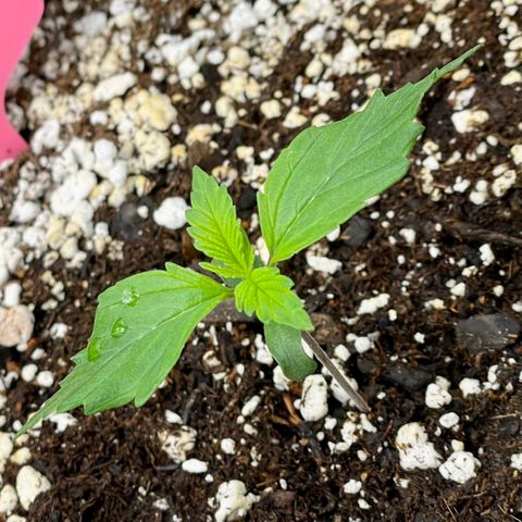Do-Si-Dos #1 growlog timeline photo