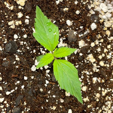 Do-Si-Dos #1 growlog timeline photo