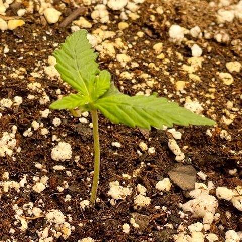 Bruce Banner #1 growlog timeline photo