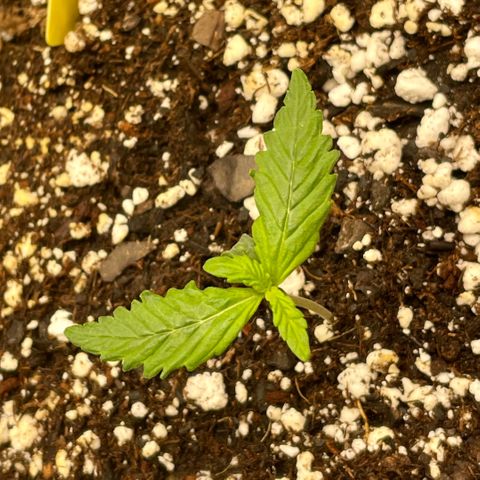 Bruce Banner #1 growlog timeline photo