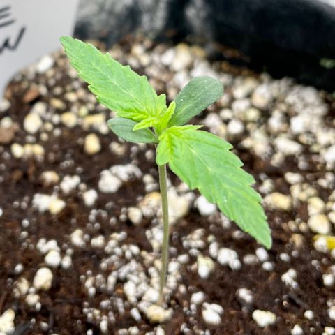 Growlog-Zeitleistenfoto von White Widow #1