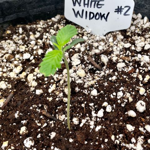White Widow #2 growlog timeline photo